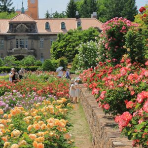 280_初夏の庭園/大通公園