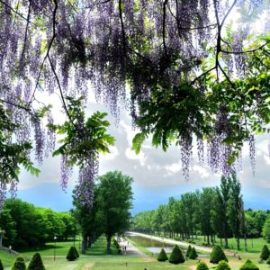 290_藤の花すだれ/前田森林公園