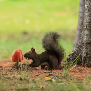 295_凝視！/豊平公園