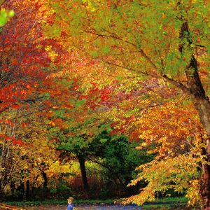 304_紅葉のトンネル/前田森林公園