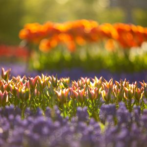 316_陽浴びて/百合が原公園