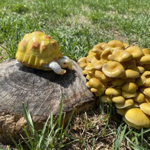 337_もしかして?お父さん!?/いぼた公園