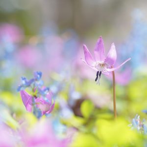 355_春の妖精/豊平公園