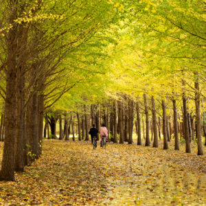 373_秋、雨上がりの後に/星観緑地