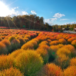 380_ぽかぽか秋日和/滝野すずらん丘陵公園