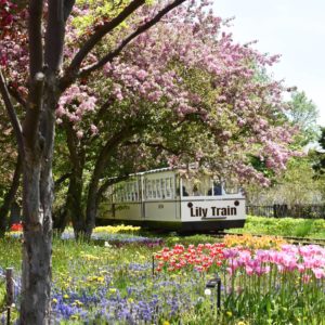 桜のトンネルを抜けていくリリートレイン