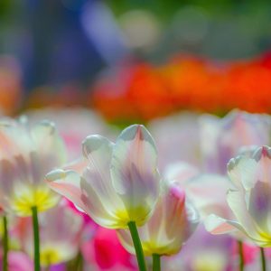 413_光とチューリップ_滝野すずらん丘陵公園