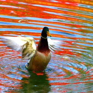 430_歓喜のマガモ/中島公園