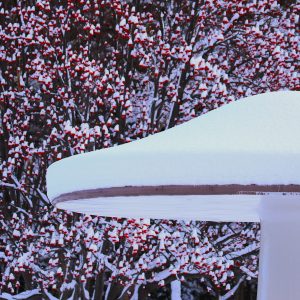 430_素敵なキノコ!!_真駒内公園