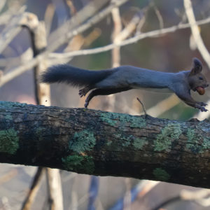 西岡公園で見つけたエゾリスです。地面で何かを見つけたら素早く木に登って倒れた幹の上を走っていきましたが、何とかその姿を写真に捉えることができました。見つけた餌はどうも栗のようです。