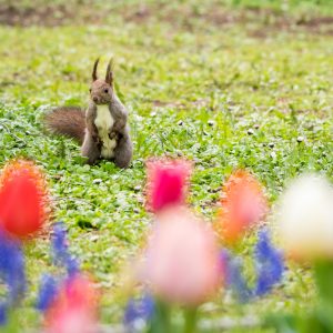 458_子育て真っ最中/円山公園