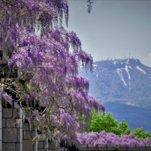 492_残雪の手稲と藤の花/前田森林公園