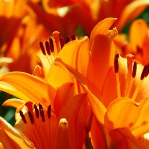 493_元気な百合_百合が原公園