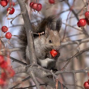501_姫りんごとエゾリス_前田森林公園