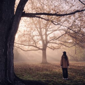 522_霧の朝、木漏れ日の中で/百合が原公園