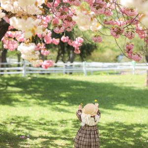 524_たんぽぽさんだよー！_農試公園