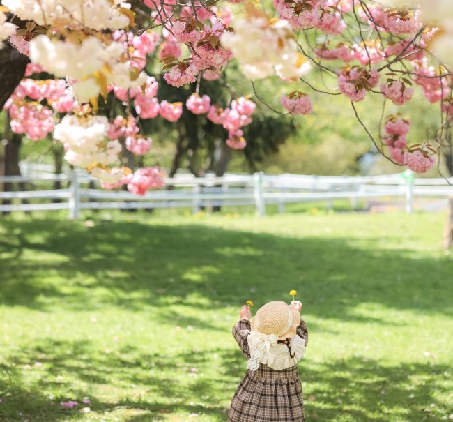 524_たんぽぽさんだよー！_農試公園