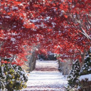 543_雪の花道/平岡樹芸センター