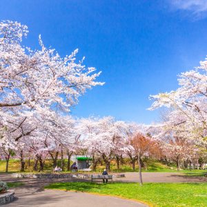 576_豪華絢爛/農試公園