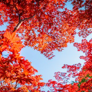 580_真紅の紅葉ハート/平岡樹芸センター