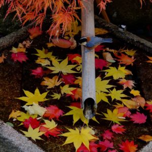 610_ヤマガラさんのもみじ見物/中島公園