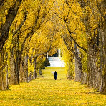 659_イチョウの絨毯/前田森林公園