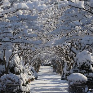 762_雪のトンネル/平岡樹芸センター