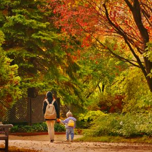 773_晩秋の散歩道/百合が原公園