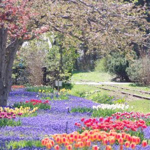 781_色の洪水/百合が原公園