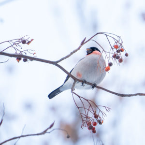 どこから食べようかな
