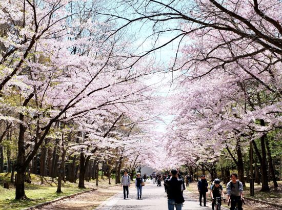 2025準グランプリ_中島公園の桜　５/中島公園