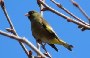 カワラヒワの写真