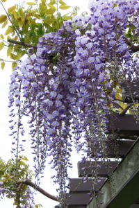 フジの花の写真