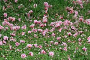 芝生の上に散っている八重桜の写真