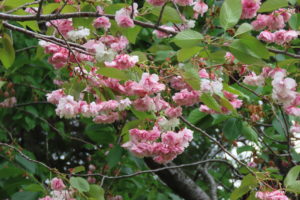 八重桜の写真