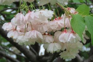 淡いピンクの八重咲のサクラの写真