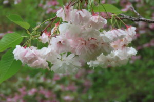 淡いピンクの八重咲のサクラの写真