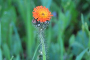 コウリンタンポポの写真