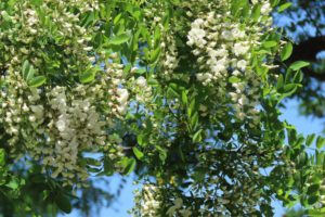 ニセアカシアの白い花の写真