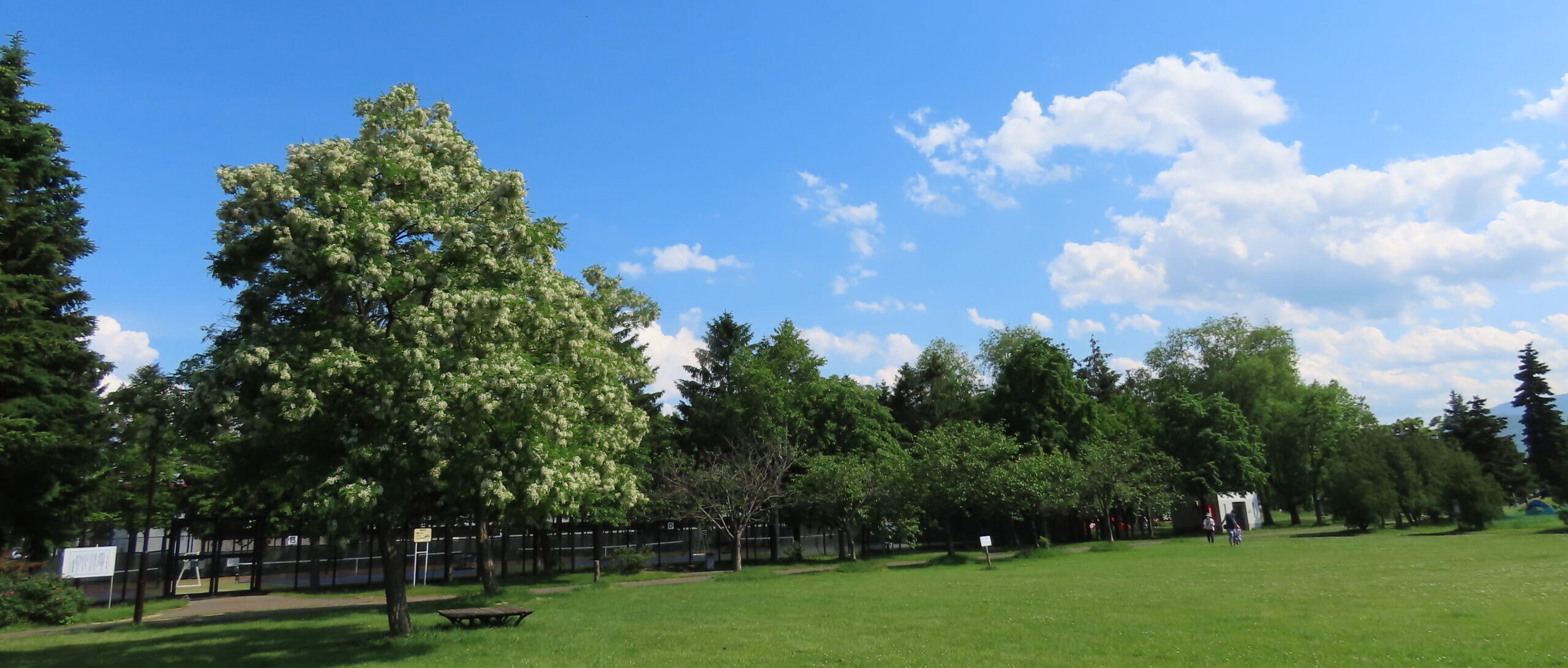 芝生広場の写真