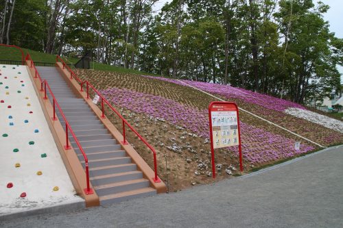 すべり台の横の法面に咲くシバザクラ(1)