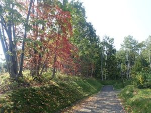 ハウチワカエデ