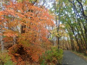 ハウチワカエデ