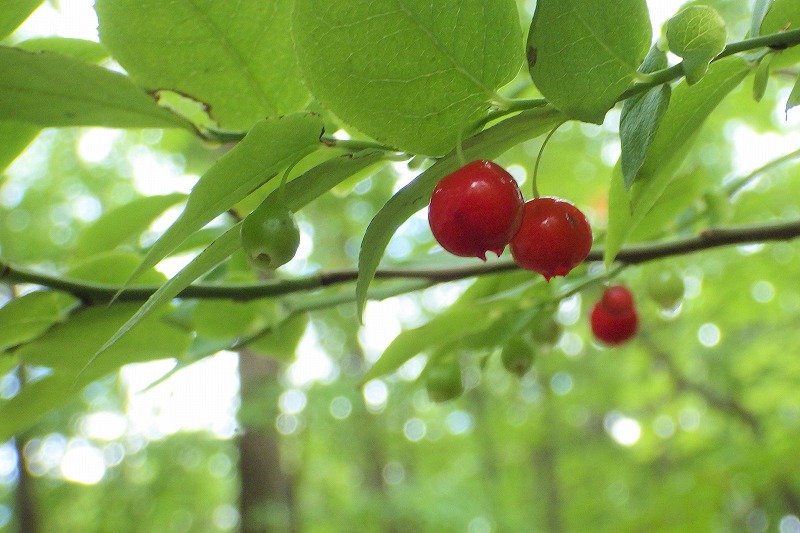 アクシバの果実