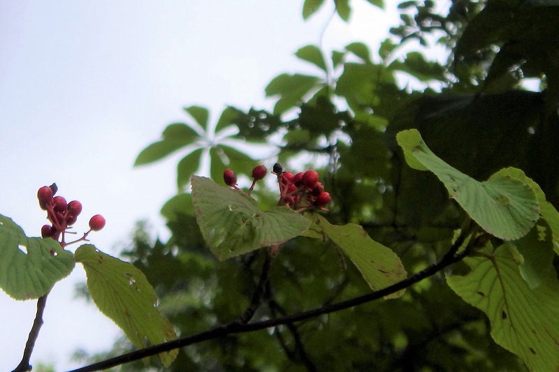 オオカメノキの果実