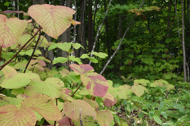 樹林内のようす