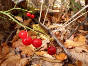 アクシバの果実