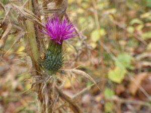 エゾノキツネアザミ