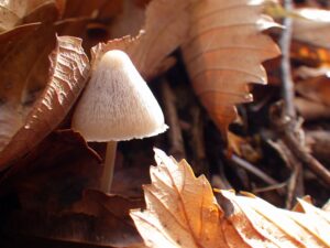 落ち葉とキノコ