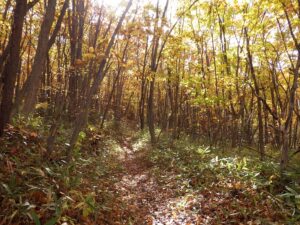 コナラやミズナラが多い樹林内の園路